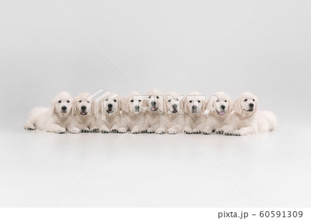 Studio shot of english cream golden retrievers isolated on white studio background Studio shot of english cream golden retrievers isolated on white studio background 60591309