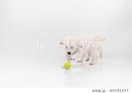 Studio shot of english cream golden retriever isolated on white studio background Studio shot of english cream golden retriever isolated on white studio background 60591347