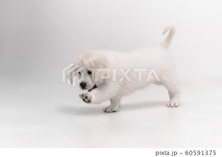 Studio shot of english cream golden retriever isolated on white studio background 60591375