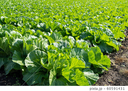 白菜　栽培　（11月） 60591431