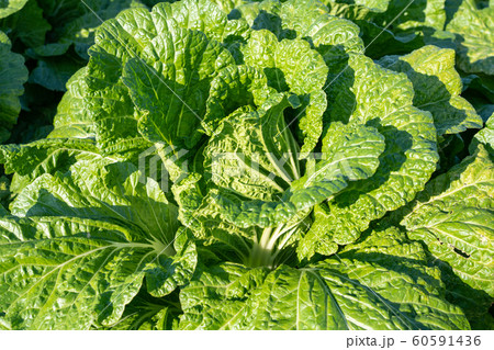 白菜　栽培　（11月） 60591436