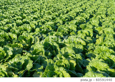白菜 栽培 11月 の写真素材