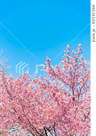 Cherry blossom (sakura) with birds under the blue Cherry blossom (sakura) with birds under the blue 60591566