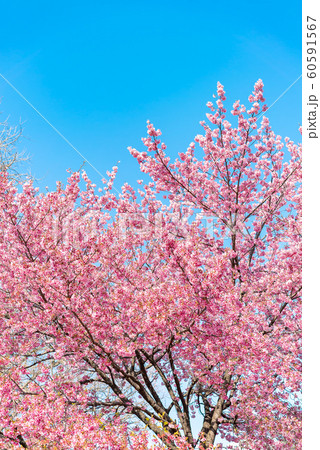 Cherry blossom (sakura) with birds under the blue 60591567