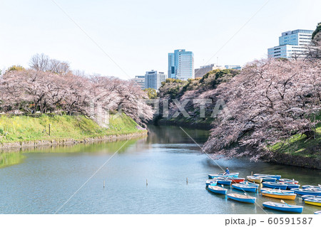 cherry blossom at chidori ga fuchi, tokyo, japan cherry blossom at chidori ga fuchi, tokyo, japan 60591587