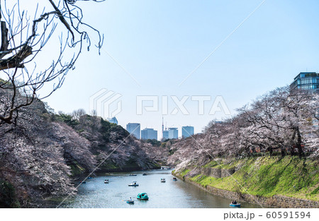 cherry blossom at chidori ga fuchi, tokyo, japan cherry blossom at chidori ga fuchi, tokyo, japan 60591594