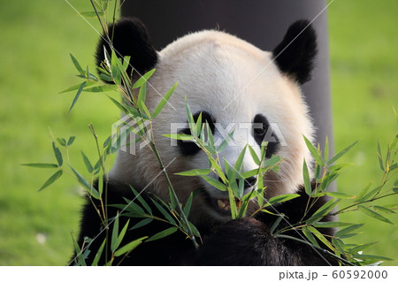 竹と笹の葉を食べるパンダ の写真素材