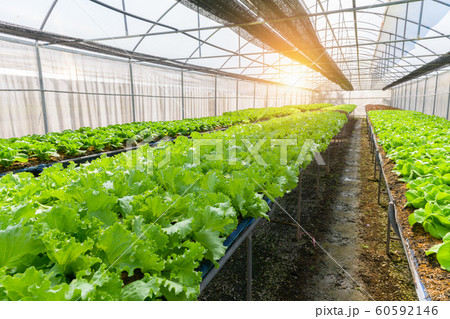 Green Oak Lettuce in organic farm at Lop buri, 60592146