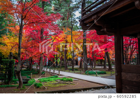 埼玉　秋のの平林寺 60592285