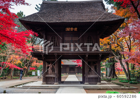 埼玉　秋のの平林寺 60592286