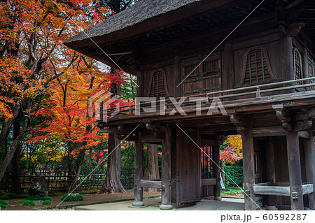 埼玉　秋のの平林寺 60592287