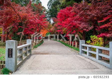 埼玉 秋のの平林寺 埼玉 秋のの平林寺 60592293