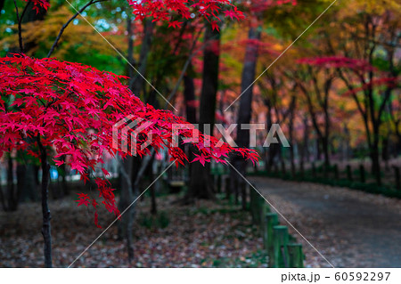 埼玉　秋のの平林寺 60592297