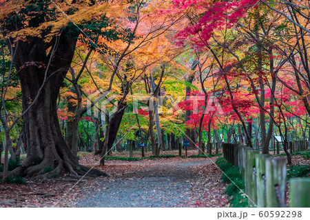 埼玉　秋のの平林寺 60592298