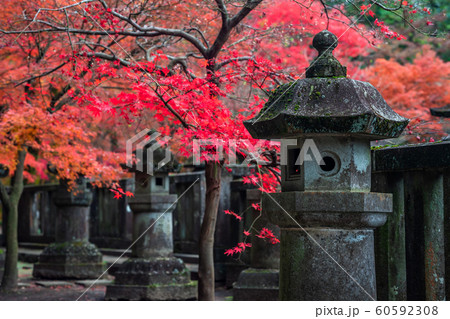 埼玉　秋のの平林寺 60592308