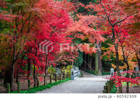 埼玉　秋のの平林寺 60592309