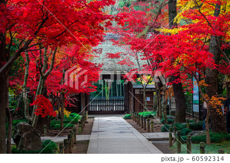 埼玉　秋のの平林寺 60592314