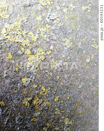 Gray stone with colorful mossy textured background images. 60593231
