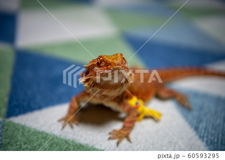 フトアゴヒゲトカゲ 60593295