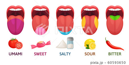 Tongue taste areas. Sweet, bitter and salty tastes. Umami and sour taste receptors diagram cartoon vector illustration Tongue taste areas. Sweet, bitter and salty tastes. Umami and sour taste receptors diagram cartoon vector illustration 60593650