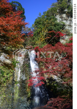 紅葉の箕面瀧-8 60594534