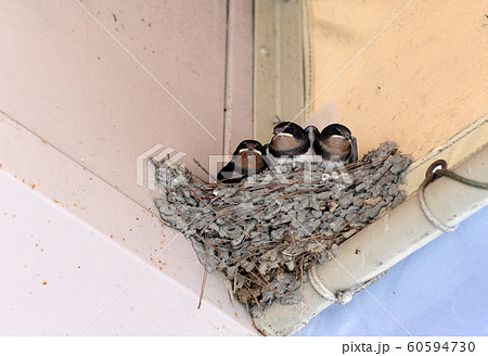 ツバメの巣 60594730