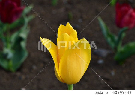 チューリップの一種と推定される植物の黄色い花を撮影した写真 チューリップの一種と推定される植物の黄色い花を撮影した写真 60595243