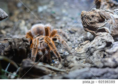 Macro shot of hairy brown spider hunting in wild Macro shot of hairy brown spider hunting in wild 60596389
