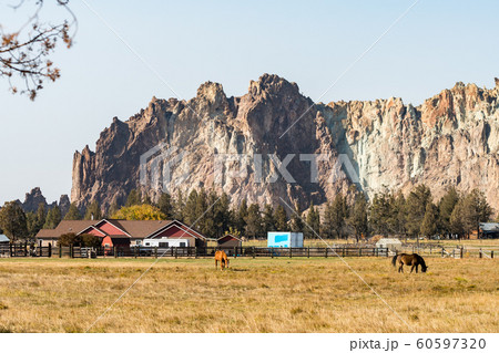 Smith Rock in the background of a meadow with grazing horses 60597320