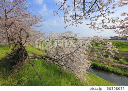 2018年 台風21号倒木 7ヶ月後（ 桂川緑地 ） 60598055