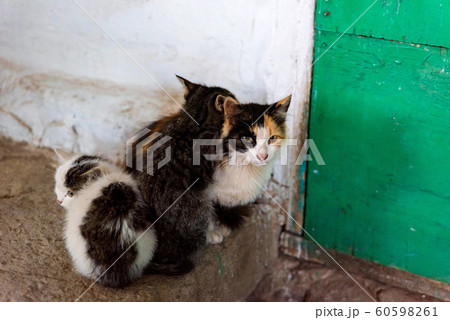 Three cute domestic kittens sit on stone indoors 60598261
