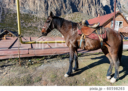 View of tired brown horse covered in sweat 60598263