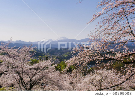 後閑城址公園の桜と浅間山 後閑城址公園の桜と浅間山 60599008