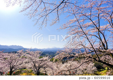 後閑城址公園の桜と山並み 60599010