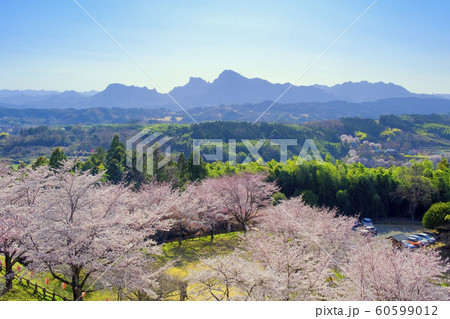 後閑城址公園の桜と妙義山 後閑城址公園の桜と妙義山 60599012