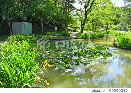 神奈川県横浜市青葉区藤が丘 藤が丘公園 神奈川県横浜市青葉区藤が丘 藤が丘公園 60599050