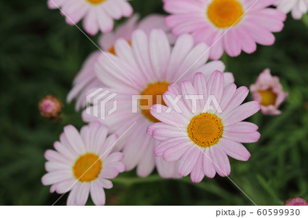 コメットピンク・マーガレットの花 60599930