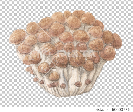 ぶなしめじ きのこ 手描き 水彩のイラスト素材