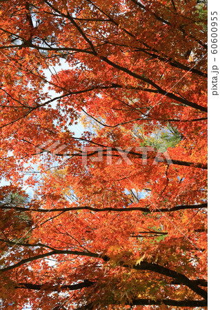 皇居の紅葉 皇居の紅葉 60600955