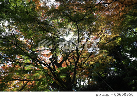 皇居の紅葉 皇居の紅葉 60600956
