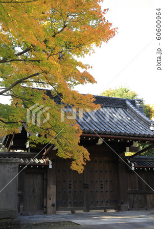 皇居の紅葉 60600964