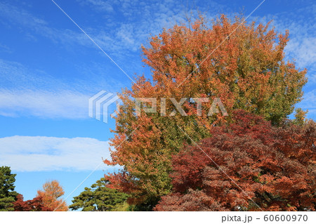 皇居の紅葉 皇居の紅葉 60600970