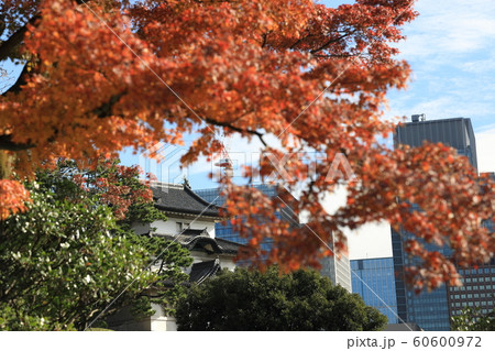 皇居の紅葉 皇居の紅葉 60600972