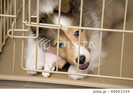 ケージの中で玩具遊びをするシェルティーの子犬 60601544