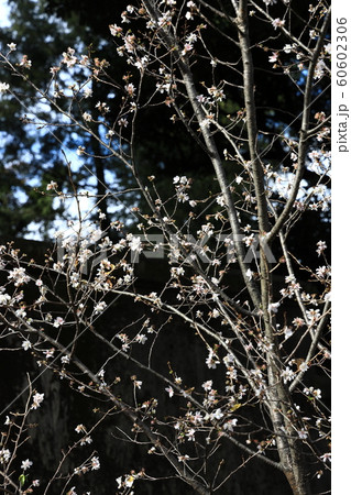 皇居の冬桜 皇居の冬桜 60602306