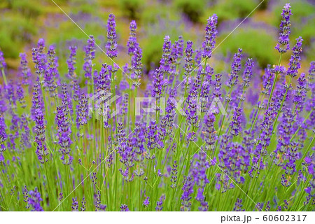 ラベンダーの花 夏の風景の写真素材