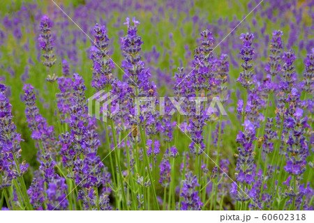 ラベンダーの花 夏の風景 ラベンダーの花 夏の風景 60602318