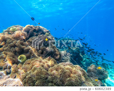 beautiful coral in diving spot at Nyuang Oo Phee beautiful coral in diving spot at Nyuang Oo Phee 60602389