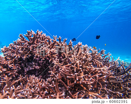 beautiful coral in diving spot at Nyuang Oo Phee 60602391