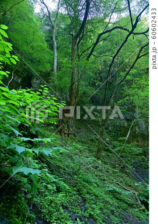 赤目四十八滝 初夏のカツラの御神木の情景@三重県 赤目四十八滝 初夏のカツラの御神木の情景@三重県 60602433